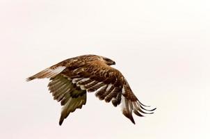 swainson hawk in volo canada foto