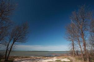 alberi spogli lungo la riva del lago manitoba foto