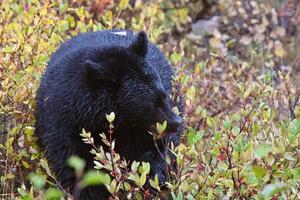 orso nero lungo la British Columbia Highway foto