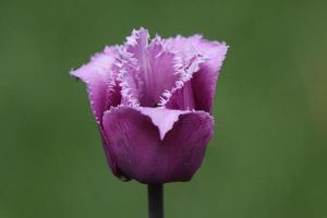 fiore viola in primavera foto