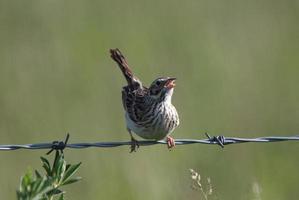 passero savanah appollaiato sul filo foto