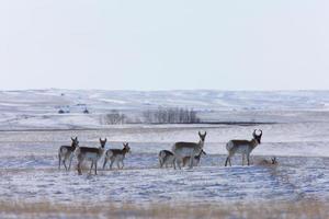 antilope in inverno canada foto