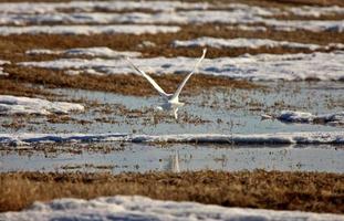 civetta delle nevi in volo saskatchewan foto