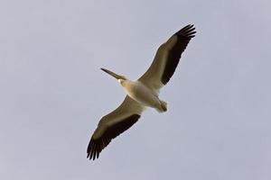 pellicano bianco americano in volo canada foto