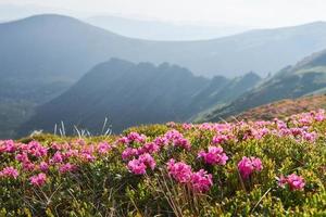 i rododendri fioriscono in una splendida posizione in montagna. fiori in montagna. rododendri in fiore in montagna in una soleggiata giornata estiva. scena insolita drammatica. carpazi, ucraina foto