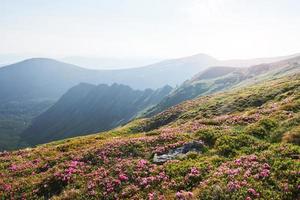 i rododendri fioriscono in una splendida posizione in montagna. fiori in montagna. rododendri in fiore in montagna in una soleggiata giornata estiva. scena insolita drammatica. carpazi, ucraina foto