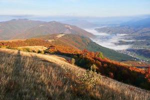 bosco di betulle nel pomeriggio soleggiato durante la stagione autunnale. paesaggio autunnale. foto