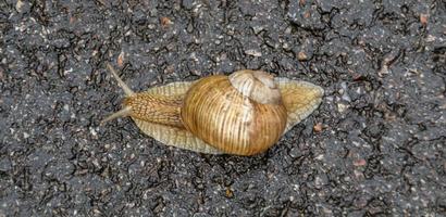 grande lumaca da giardino nel guscio che striscia sulla strada bagnata foto