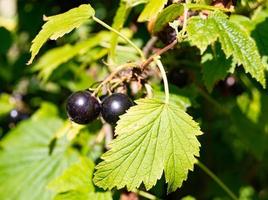 fotografia sul tema bellissimo cespuglio di bacche di ribes nero foto