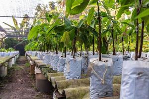 piantine di cacao che crescono nella fattoria foto