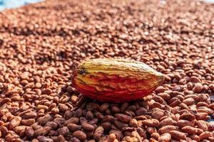 fave di cacao biologiche che essiccano al sole in azienda foto