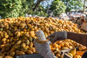 lavoratori che preparano frutta fresca di cacao prima della fermentazione foto