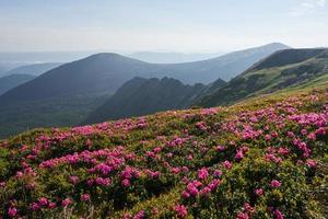 i rododendri fioriscono in una splendida posizione in montagna. fiori in montagna. rododendri in fiore in montagna in una soleggiata giornata estiva. scena insolita drammatica. carpazi, ucraina foto