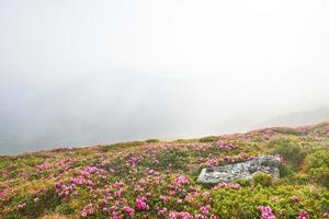 i rododendri fioriscono in una splendida posizione in montagna. fiori in montagna. rododendri in fiore in montagna in una soleggiata giornata estiva. scena insolita drammatica. carpazi, ucraina foto