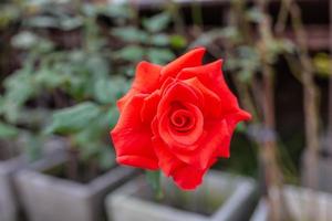 belle rose rosse che fioriscono nel roseto foto