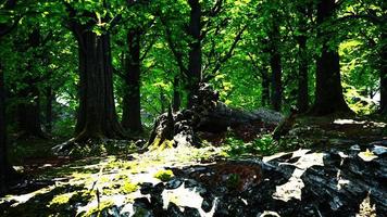 paesaggio forestale con vecchi alberi massicci e pietre muschiose foto