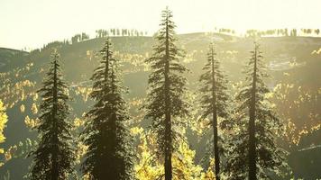 bellissimo boschetto di alberi alpini con fumo di incendi al tramonto foto