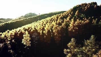 bella foresta autunnale arancione e rossa foto