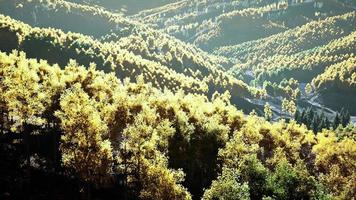 vista sulla foresta autunnale in montagna e cielo blu della svizzera foto