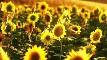 campo di girasole immerso nella luce dorata del sole al tramonto foto