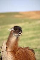 lama arrabbiato nel pascolo primaverile nel saskatchewan canada foto