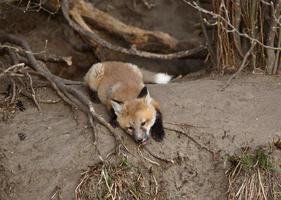 cucciolo di volpe rossa fuori dalla sua tana foto