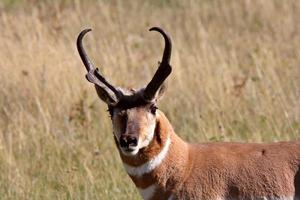 antilope maschio di pronghorn nel campo del saskatchewan foto