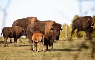 bisonte che si nutre di vitello nel pittoresco saskatchewan centrale foto