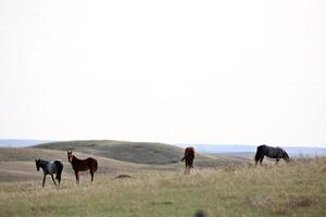 cavalli nel pascolo del sasktatchewan foto