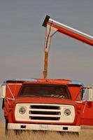 grano di caricamento della coclea nel camion dell'azienda agricola foto