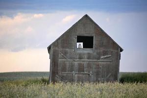 gufo in una vecchia finestra del granaio del saskatchewan foto