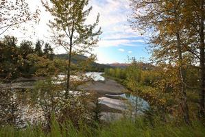 fiume di pino nella panoramica alberta foto