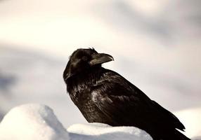 corvo in inverno alla fermata lungo la strada foto