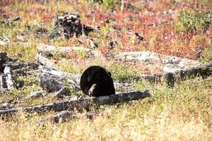 orso nero nella pittoresca alberta foto