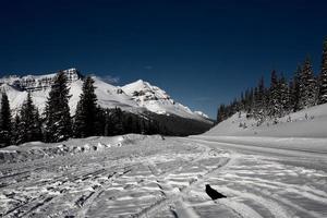 corvo in inverno alla fermata lungo la strada foto