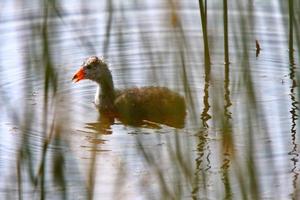 gallinella d'acqua immatura nello stagno lungo la strada foto