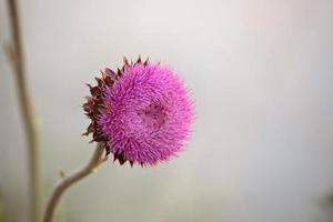 cardo selvatico in fiore nel pittoresco saskatchewan foto