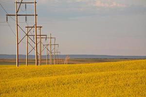 nuvole temporalesche su un raccolto di canola saskatchewan foto