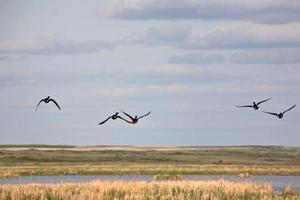 anatre in volo sulle paludi del lago chaplin nel saskatchewan foto