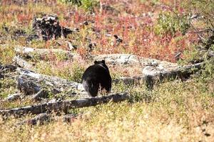 orso nero nella pittoresca alberta foto