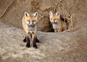 due cuccioli di volpe rossa fuori dalla loro tana foto