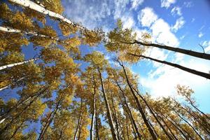 guardando in alto attraverso gli alberi di pioppo in autunno foto