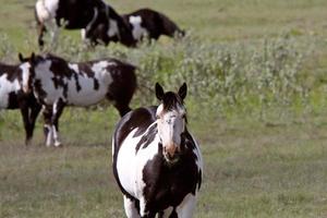 Pinto cavalli nel pascolo del saskatchewan foto