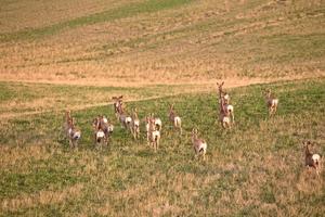 piccolo branco di cervi muli nel saskatchewan foto