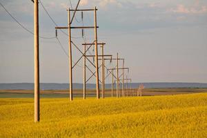 nuvole temporalesche su un raccolto di canola saskatchewan foto