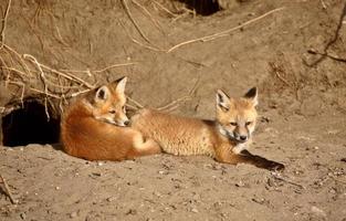 cuccioli di volpe rossa fuori dalla loro tana foto