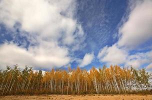 alberi di pioppo in autunno foto