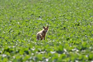 giovane volpe rossa nel campo del saskatchewan foto