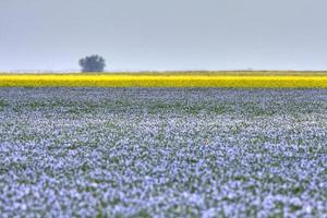 colture di lino e colza nel saskatchewan foto