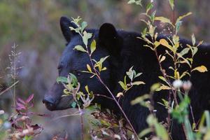 orso nero lungo la British Columbia Highway foto